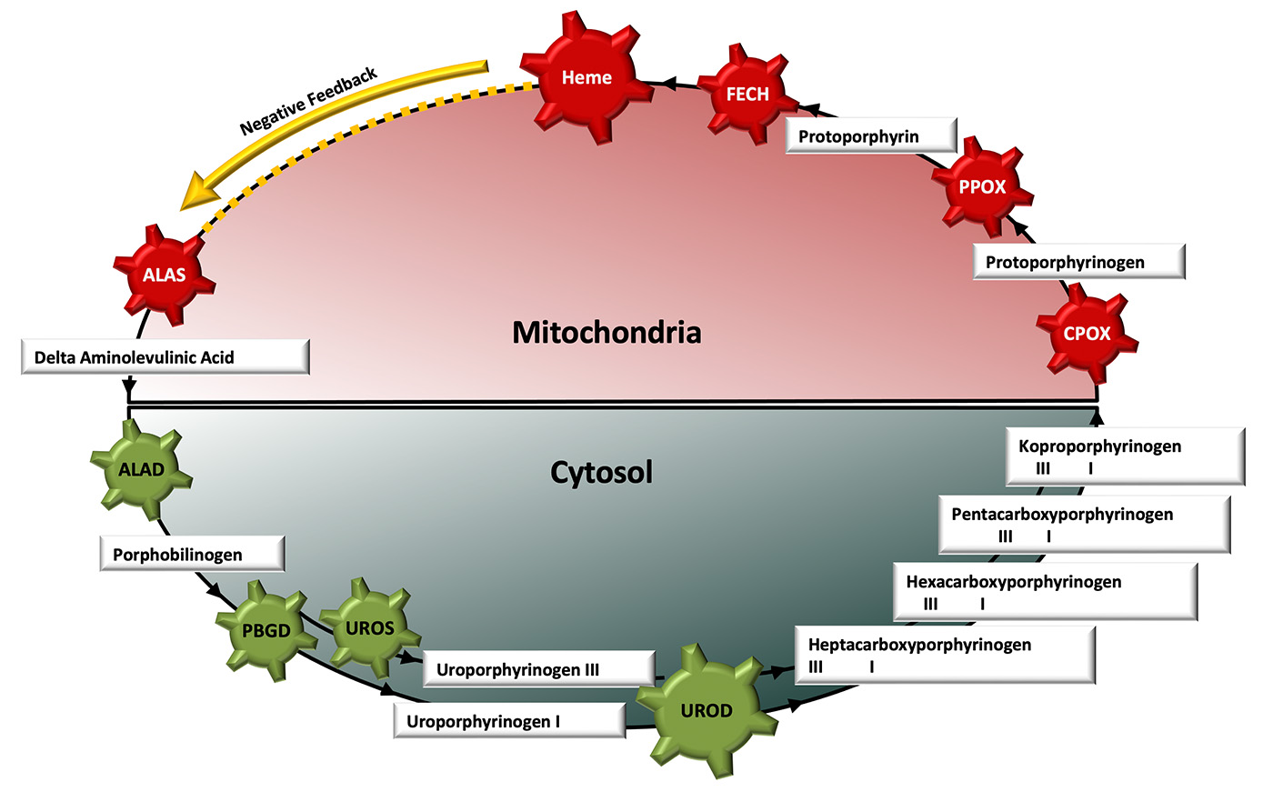 Mitochondria Cytosol