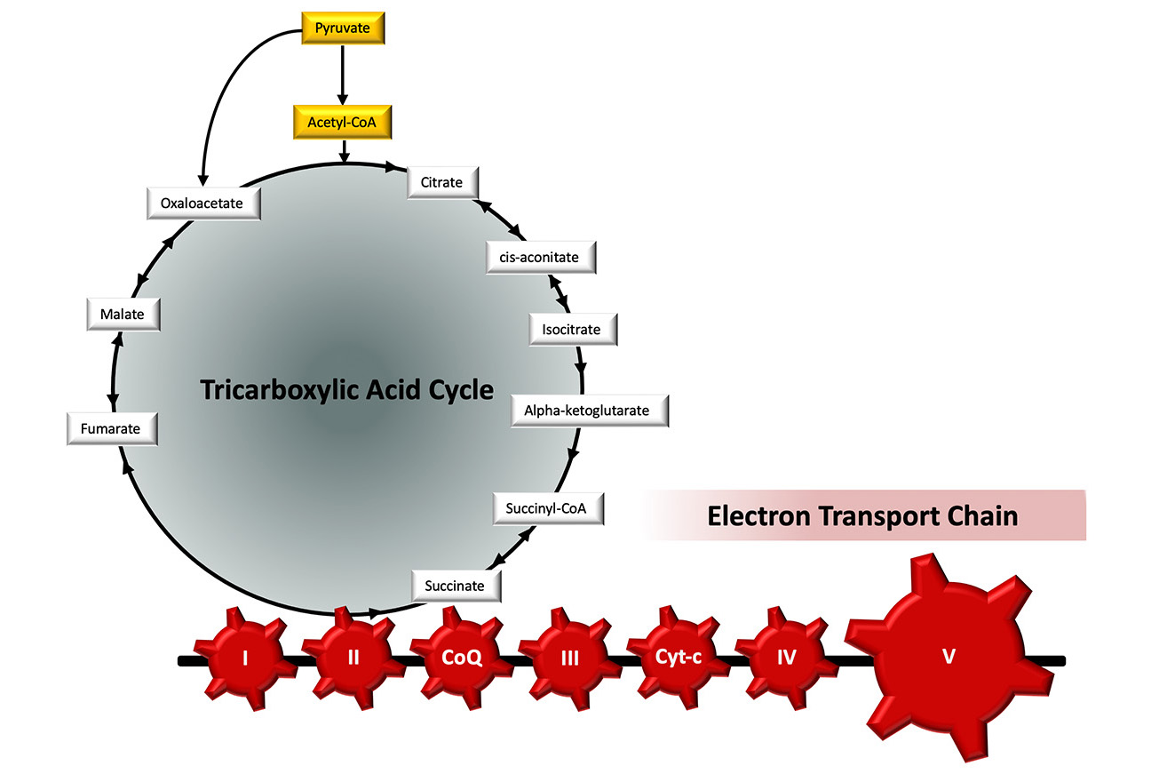 Tricarboxylic Acid Cycle